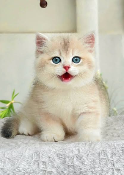 British Shorthair