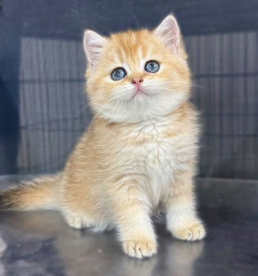 British Shorthair