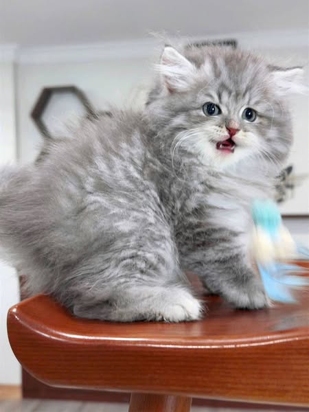 British Longhair
