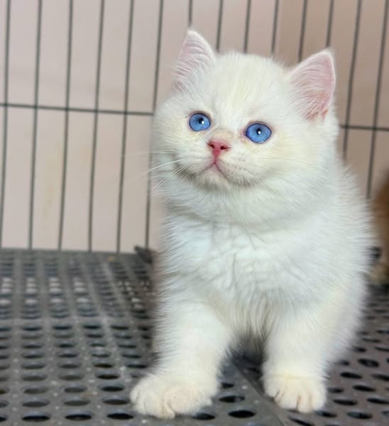 British Shorthair