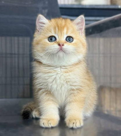 British Shorthair