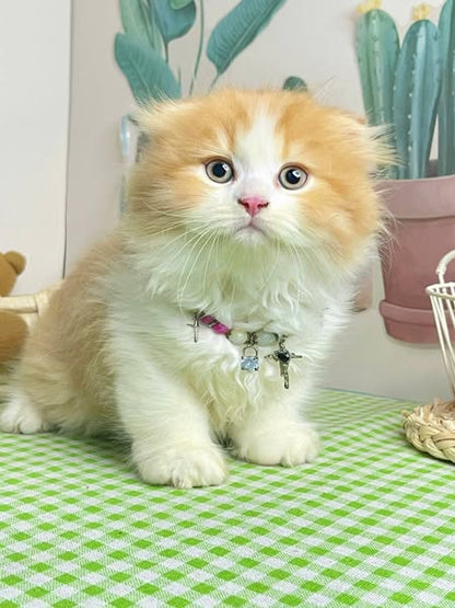 Scottish Fold Longhair