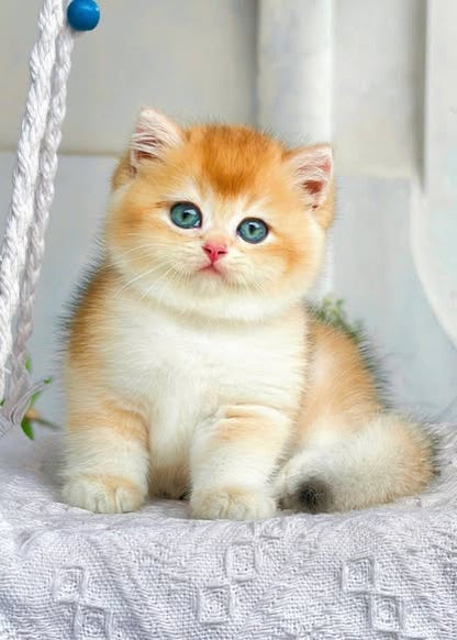 British Shorthair