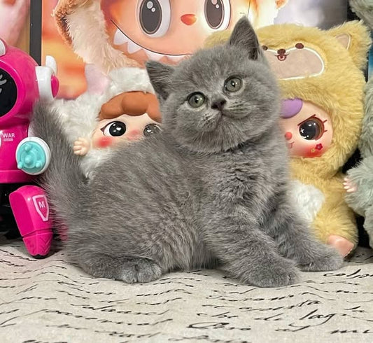 British Shorthair