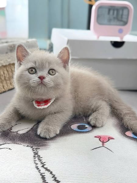 British Shorthair