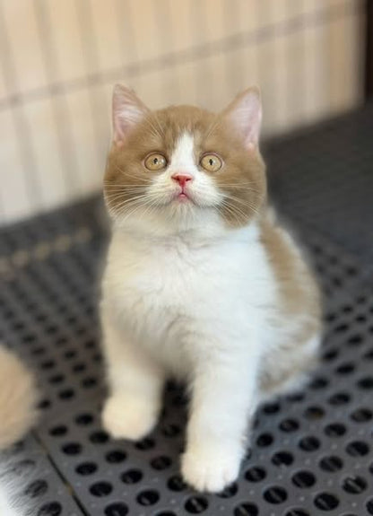 British Shorthair
