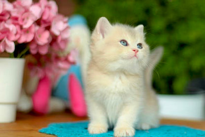 British Shorthair