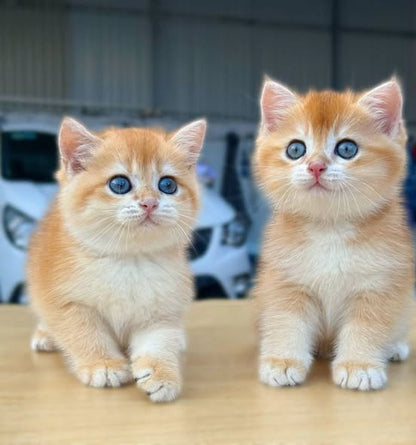 British Shorthair