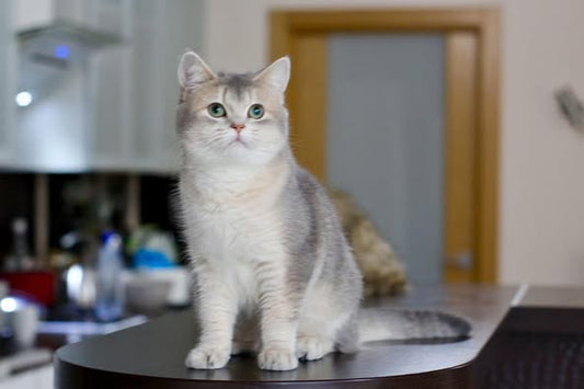 British Shorthair