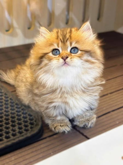 Munchkin Longhair