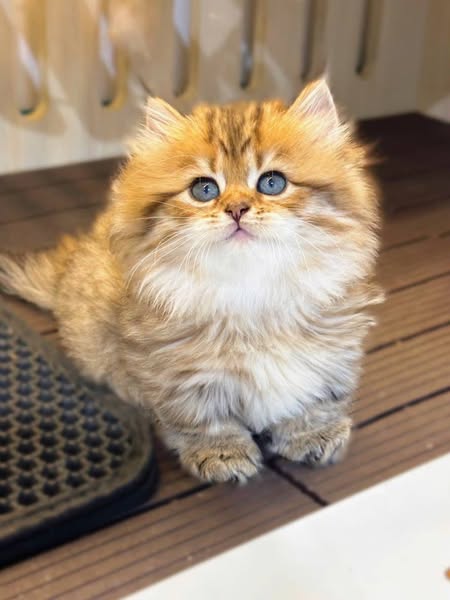 Munchkin Longhair