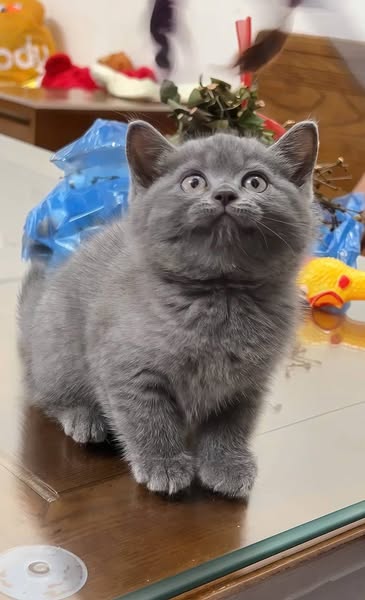 British Shorthair