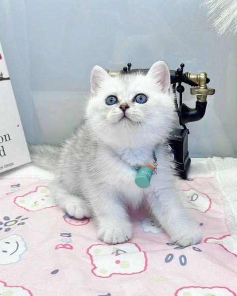 British Shorthair
