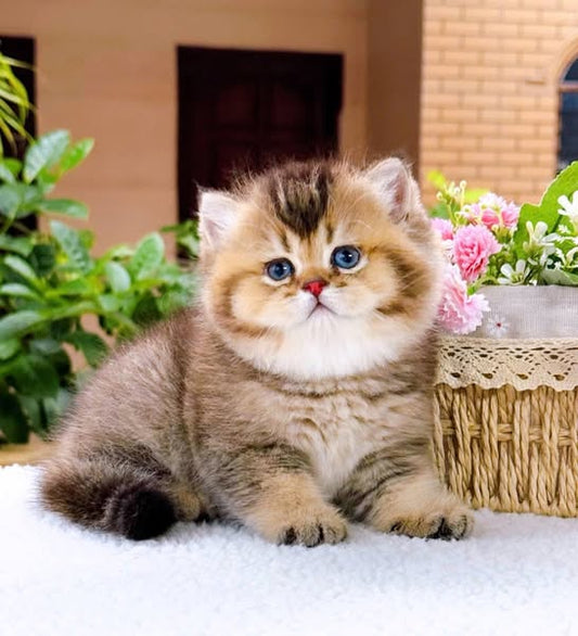 British Shorthair
