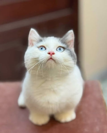 Munchkin