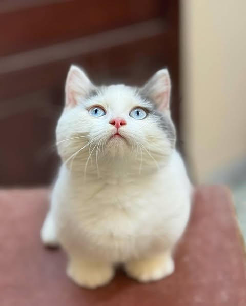 Munchkin