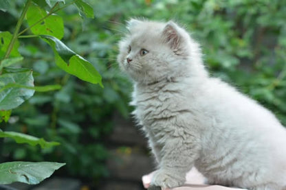 British Longhair