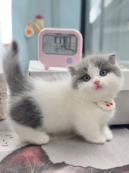 Munchkin Fold