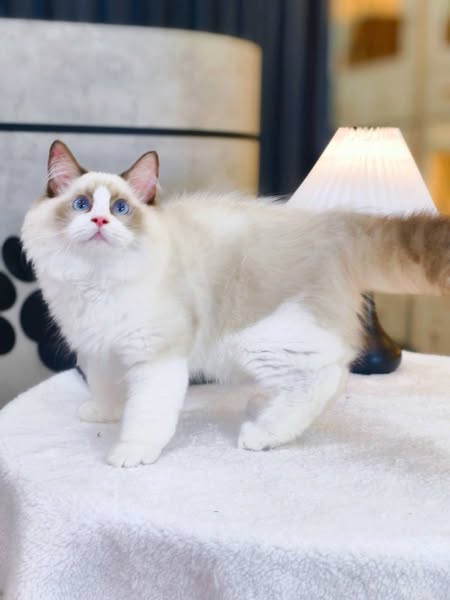 Ragdoll