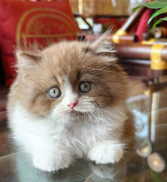British Longhair