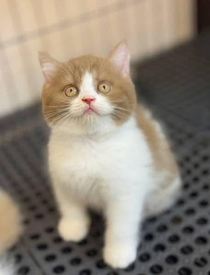 British Shorthair
