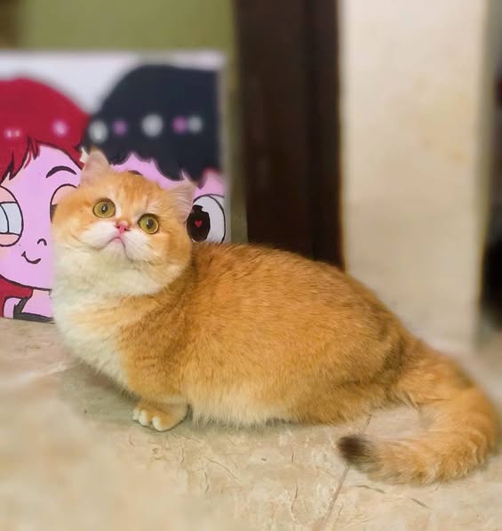 Munchkin