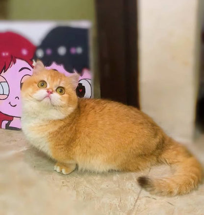 Munchkin