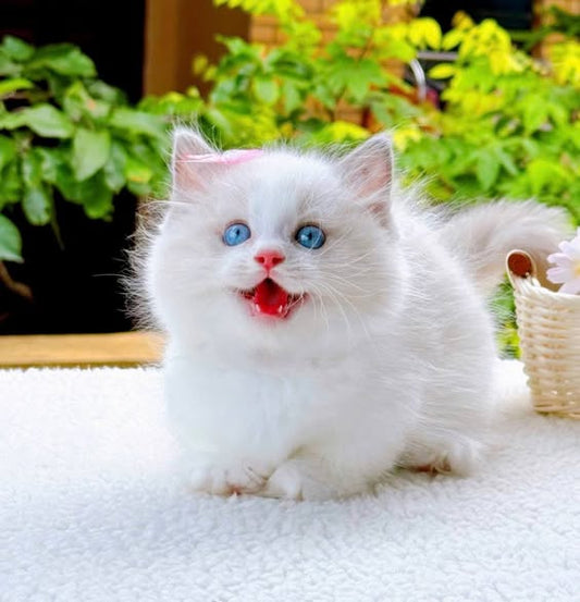 Munchkin