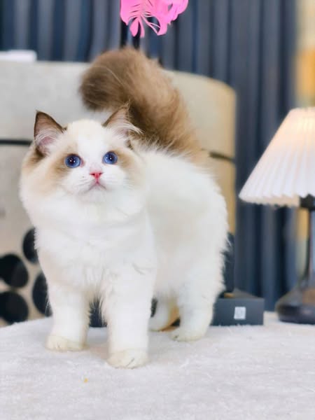 Ragdoll