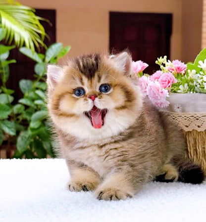 British Shorthair