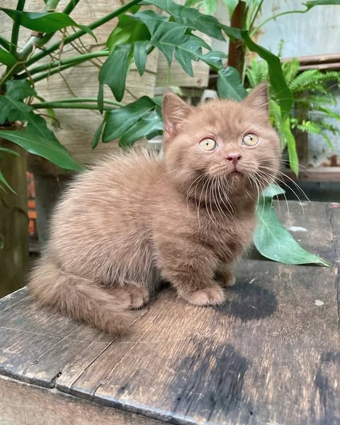 Munchkin