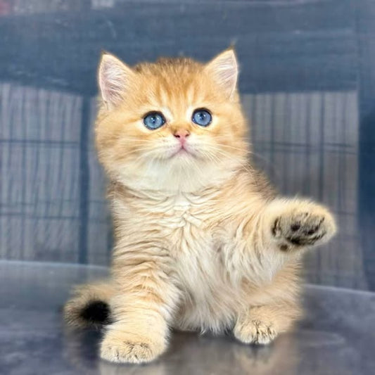 British Shorthair