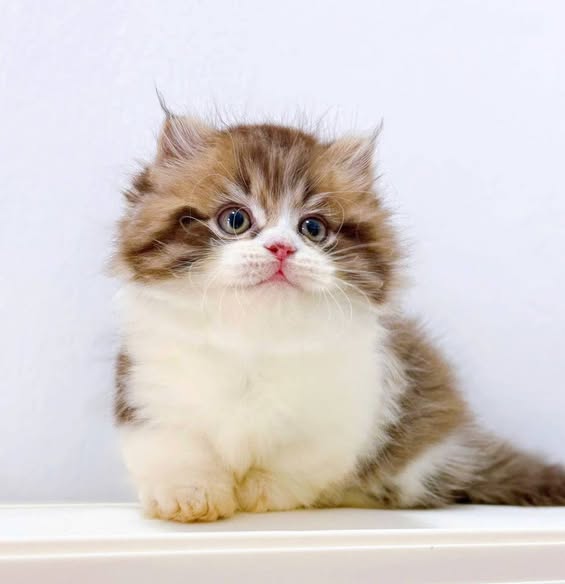 Munchkin Longhair