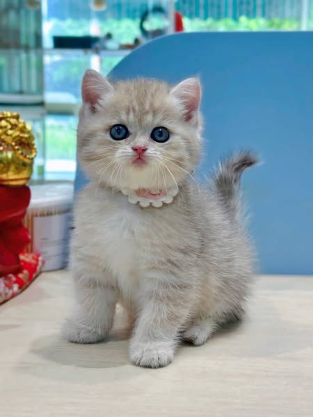 British Shorthair