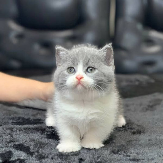 Munchkin