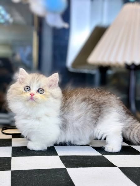 Munchkin