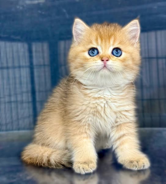 British Shorthair