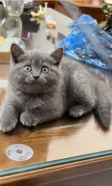 British Shorthair