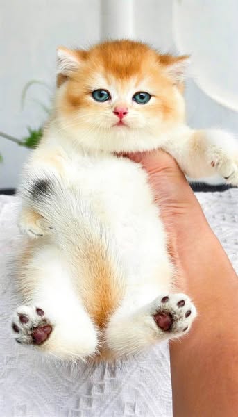British Shorthair