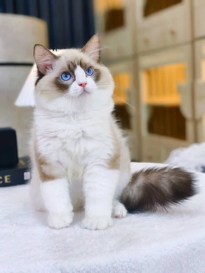 Ragdoll