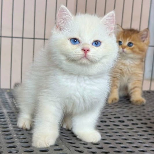 British Shorthair