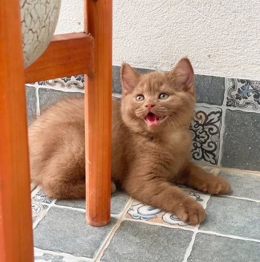 British Shorthair