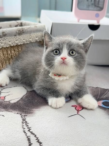 British Shorthair