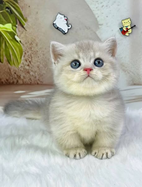 Munchkin