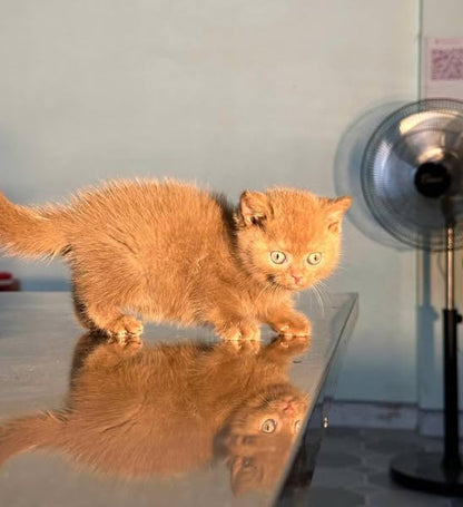 British Shorthair