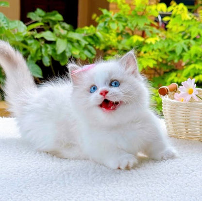 Munchkin