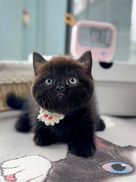 Munchkin