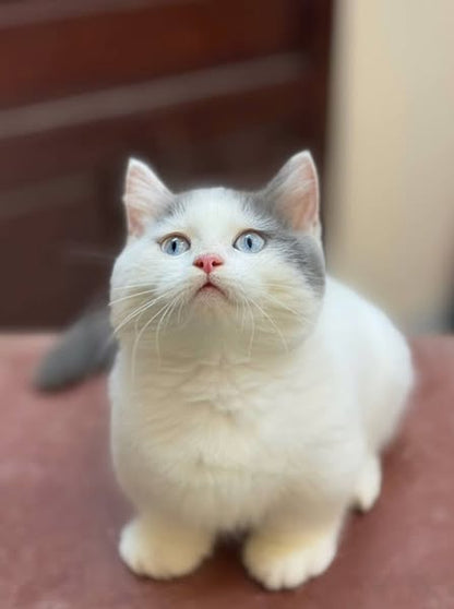 Munchkin