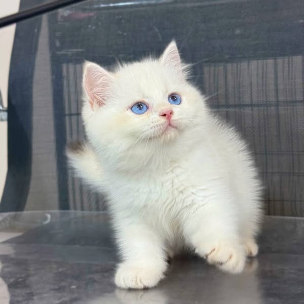 British Shorthair