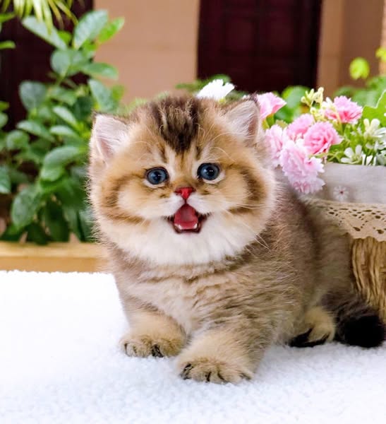 British Shorthair